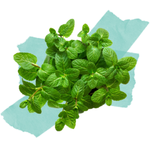 Mint